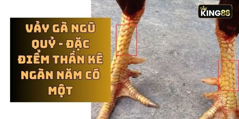 Không phải ngẫu nhiên mà những chú gà có vảy ngũ quỷ lại được săn đón như vậy Không phải ngẫu nhiên mà những chú gà có vảy ngũ quỷ lại được săn đón như vậy