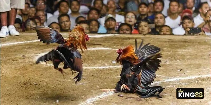 Những đòn đá hiểm hóc là nhận diện đầu tiên của chú gà mang vảy gà ngũ quỷ Những đòn đá hiểm hóc là nhận diện đầu tiên của chú gà mang vảy gà ngũ quỷ