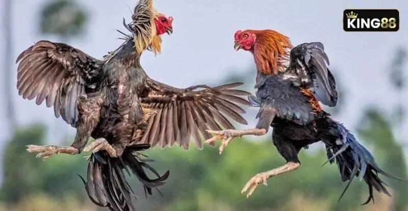 Hãy chọn lựa thật kỹ để tìm ra chú gà mang vảy ngũ quỷ chuẩn nhất Hãy chọn lựa thật kỹ để tìm ra chú gà mang vảy ngũ quỷ chuẩn nhất